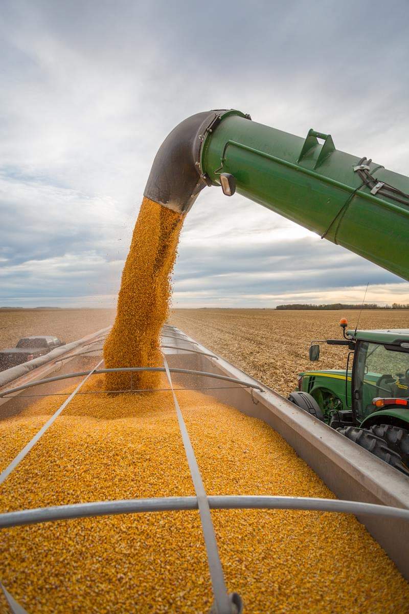 GRAIN